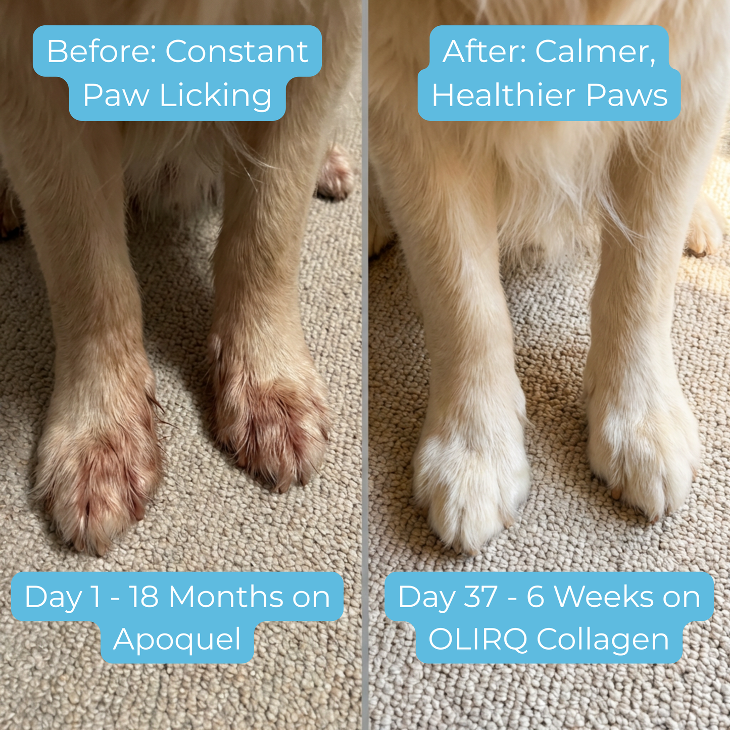 OLIRQ Liquid Collagen Formula