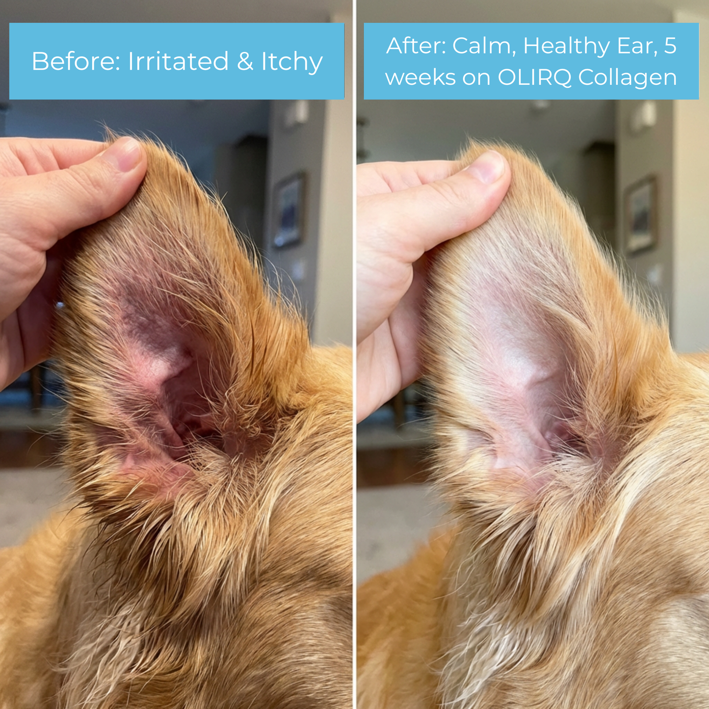 OLIRQ Liquid Collagen Formula